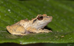 Pristimantis cruentus