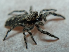 Platycryptus undatus