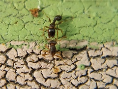 Tetramorium