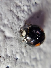 Hyperaspis signata-binotata agg
