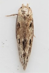 Mompha brevivittella