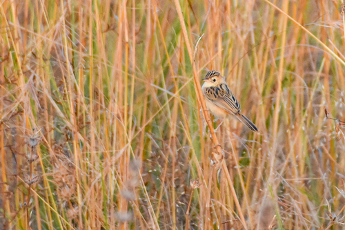Black-backed Cisticola (Cisticola eximius), photo 3