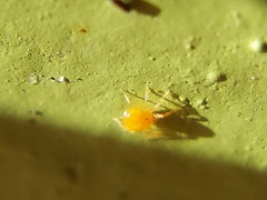 Acariformes