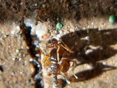 Tetramorium