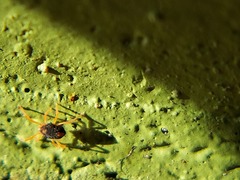 Acariformes
