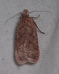 Dichomeris ventrellus