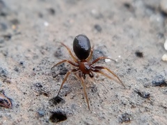 Araneomorphae