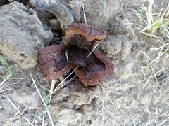 Prosopanche americana