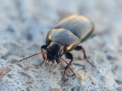 Amara