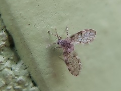 Paramormia