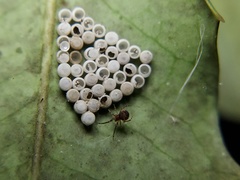 Insecta
