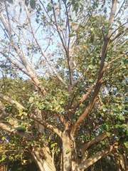 Ficus drupacea