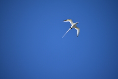 Phaethon lepturus catesbyi