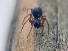 Agyneta
