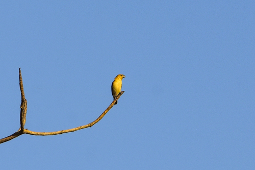 African Silverbill (Euodice cantans)