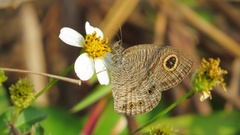 Ypthima lisandra