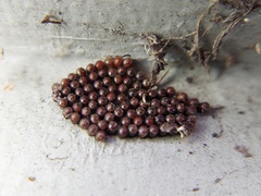 Insecta