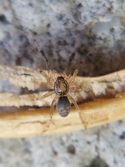 Phrurotimpus