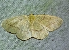 Periclina syctaria