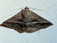 Lesmone griseipennis