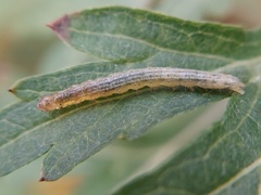 Lepidoptera
