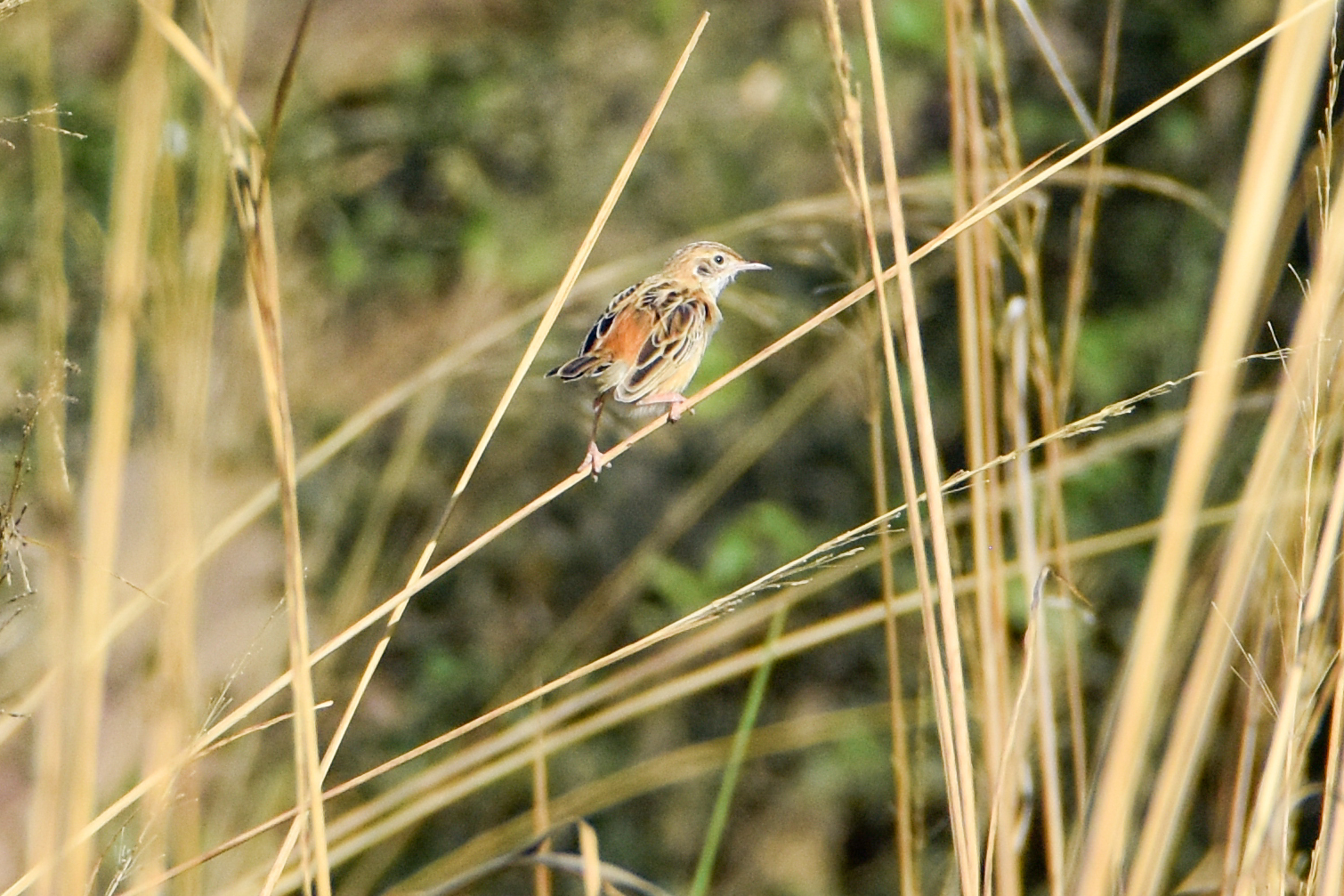 Black-backed Cisticola (Cisticola eximius), photo 2
