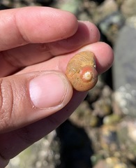 Norrisia