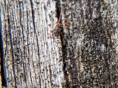 Acariformes