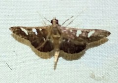 Microthyris anormalis