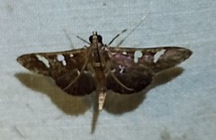 Microthyris anormalis