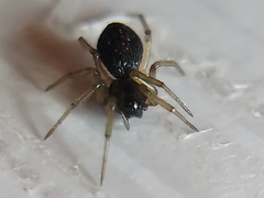 Agyneta