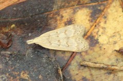 Dichomeris punctidiscellus