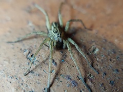 Tigrosa