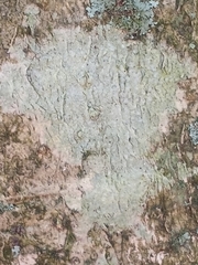 Phlyctis boliviensis