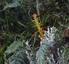 Guzmania gloriosa