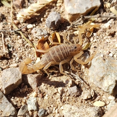 Paravaejovis spinigerus