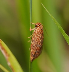 Syringoseca rhodoxantha