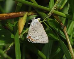 Hypochrysops digglesii