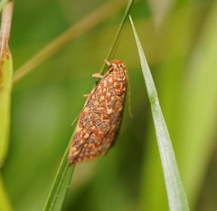 Syringoseca rhodoxantha