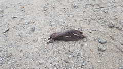 Abantiades hydrographus