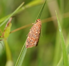 Syringoseca rhodoxantha