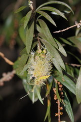 Melaleuca paludicola