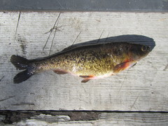 Rhynchocypris mantschurica