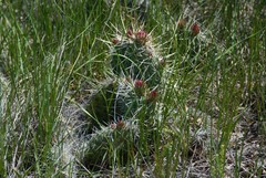 Opuntia fragilis