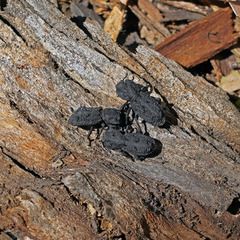 Phloeodes diabolicus