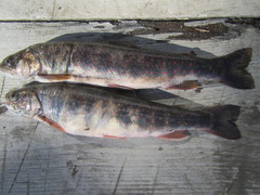 Salvelinus malma