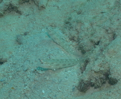 Ctenogobiops mitodes