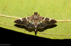 Desmia albisectalis