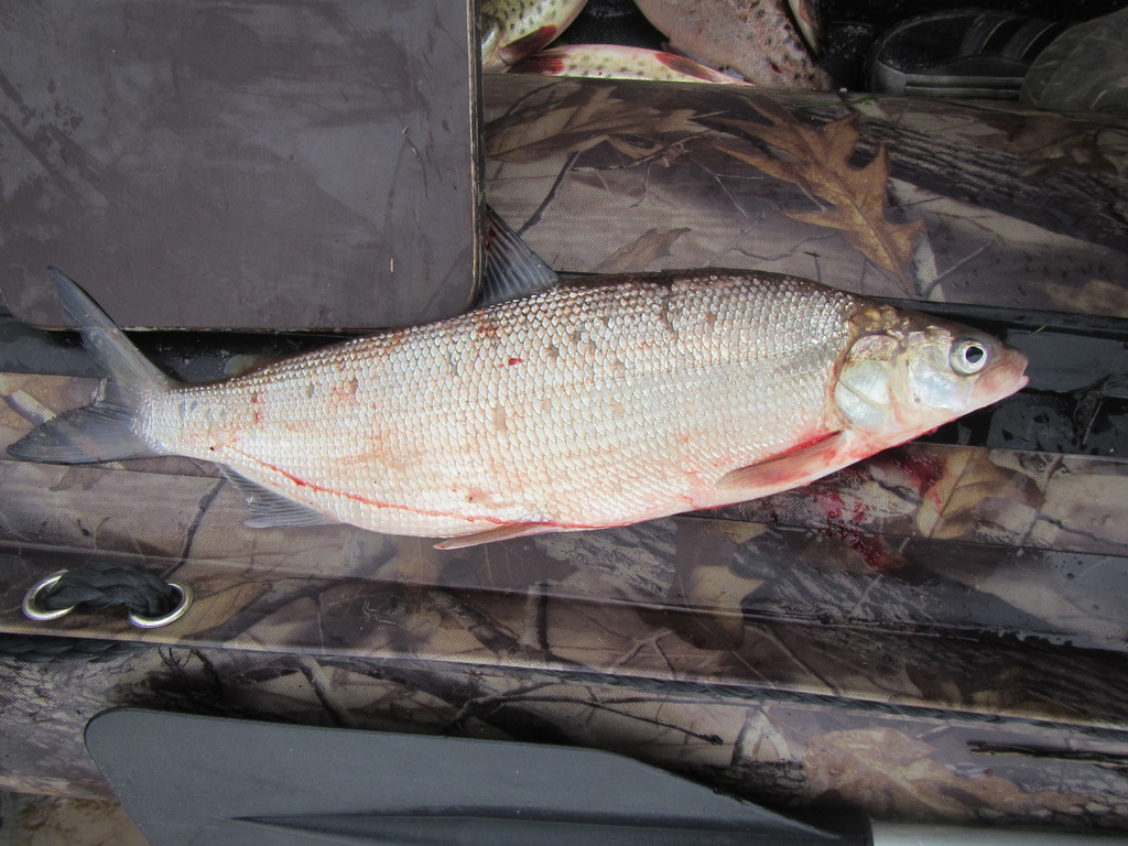 Amur Whitefish