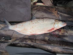Amur Whitefish photo 1